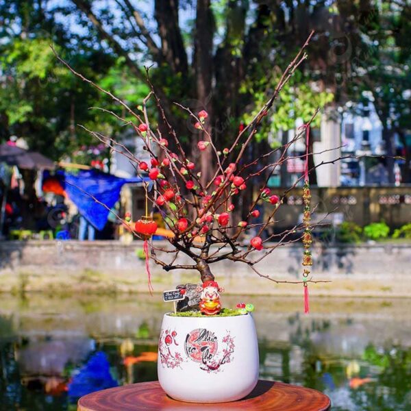 Cây mai đỏ bonsai chơi Tết 2025