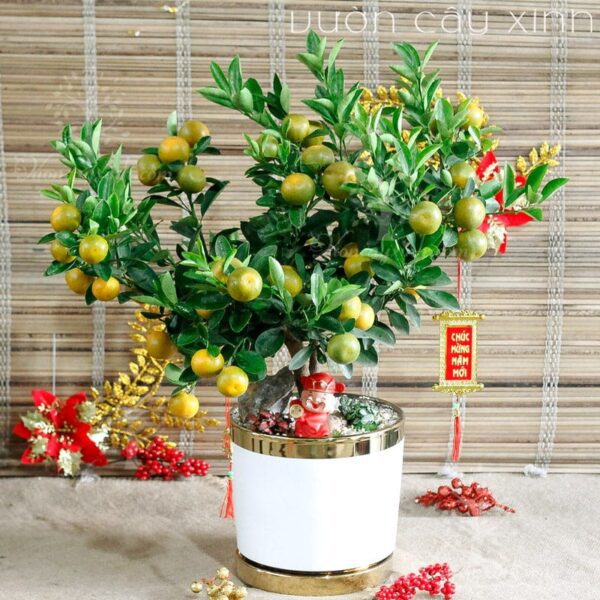 Cây Quất Mini Để Bàn 2023 | Chậu Quất Để Bàn Đẹp | Chỉ 299K
