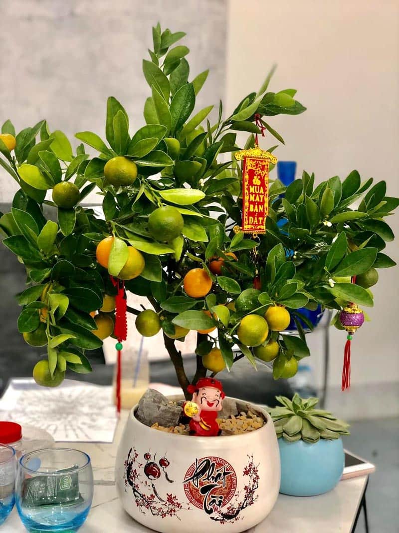 Cây quất để bàn đẹp | Quất mini để bàn