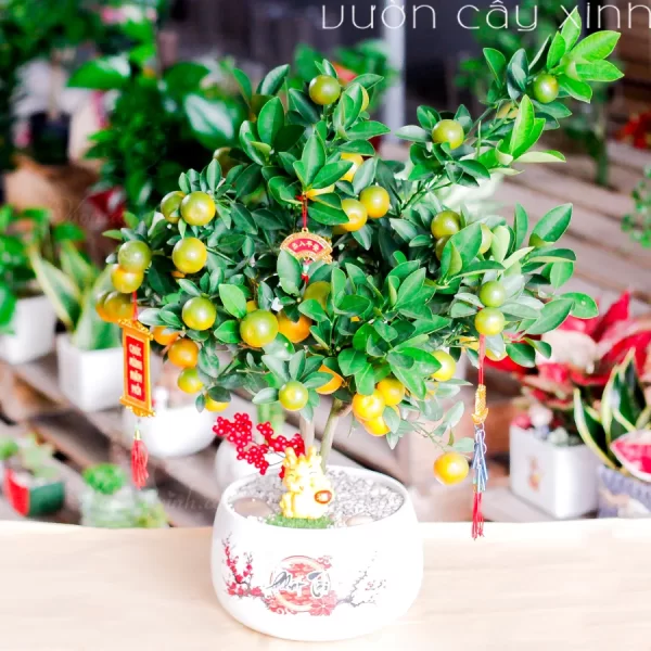 Cây Quất Mini Để Bàn 2024 | Chậu Quất Để Bàn Đẹp