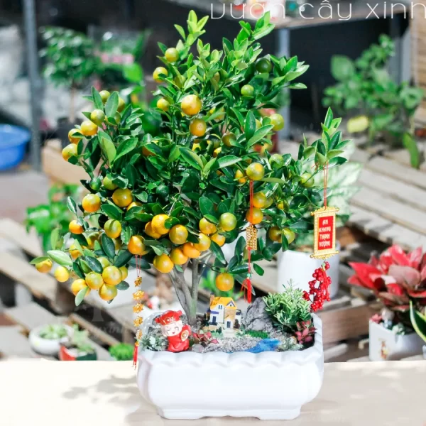 Cây Quất Mini Để Bàn 2024 | Chậu Quất Để Bàn Đẹp