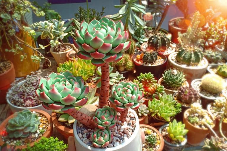 Quà 8/3 tặng bạn gái | Vườn Cây Xinh