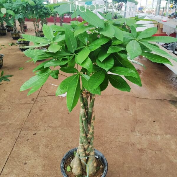 Cây kim ngân to để phòng | Vườn Cây Xinh