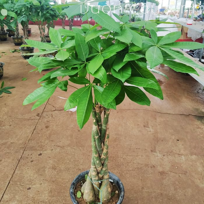 cay-kim-ngan-to Cây kim ngân to để phòng | Vườn Cây Xinh