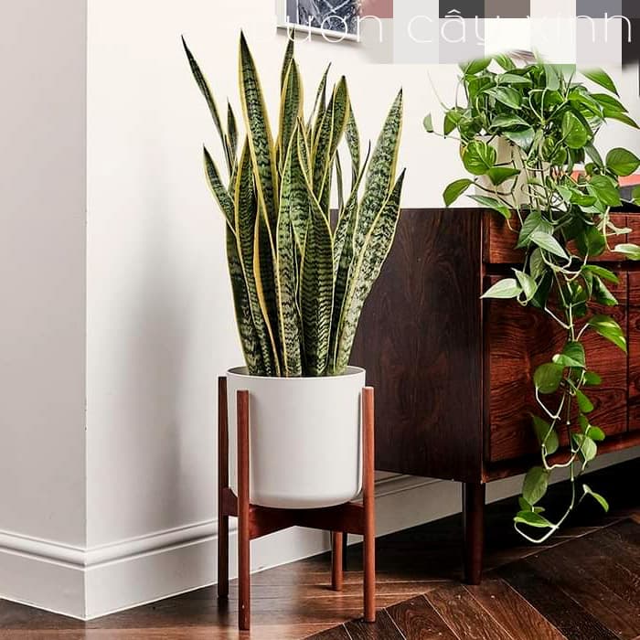 Cây lưỡi hổ để phòng | Vườn Cây Xinh