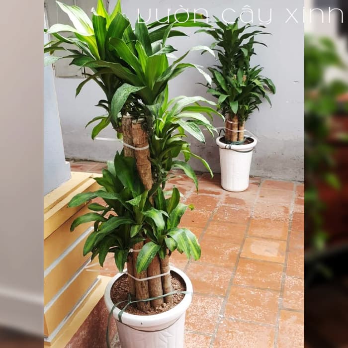 Cây thiết mộc lan | Vườn Cây Xinh