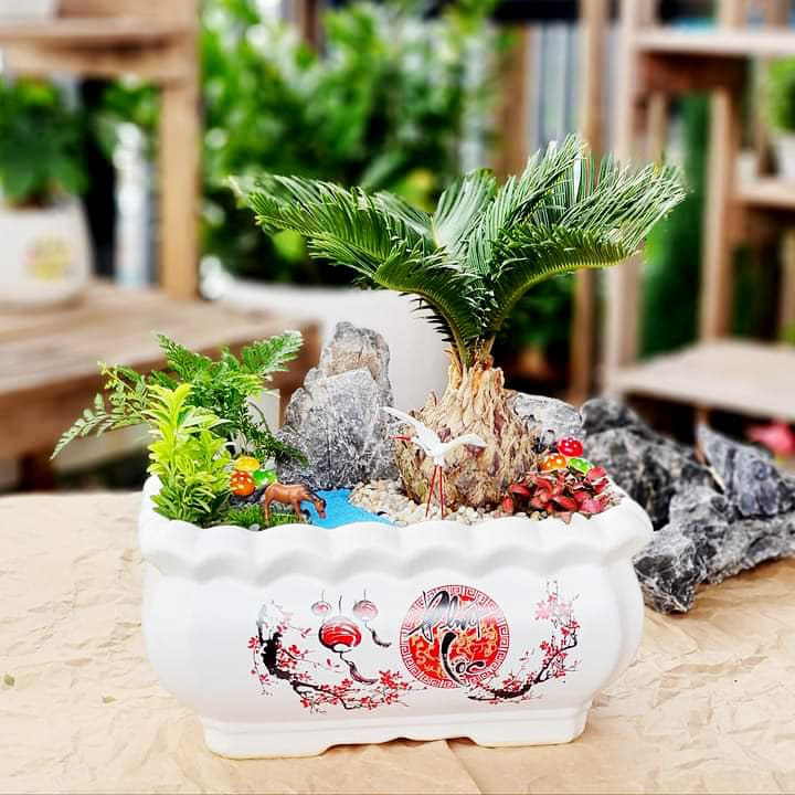 Cây vạn tuế mix tiểu cảnh | Thiên Đức Stone