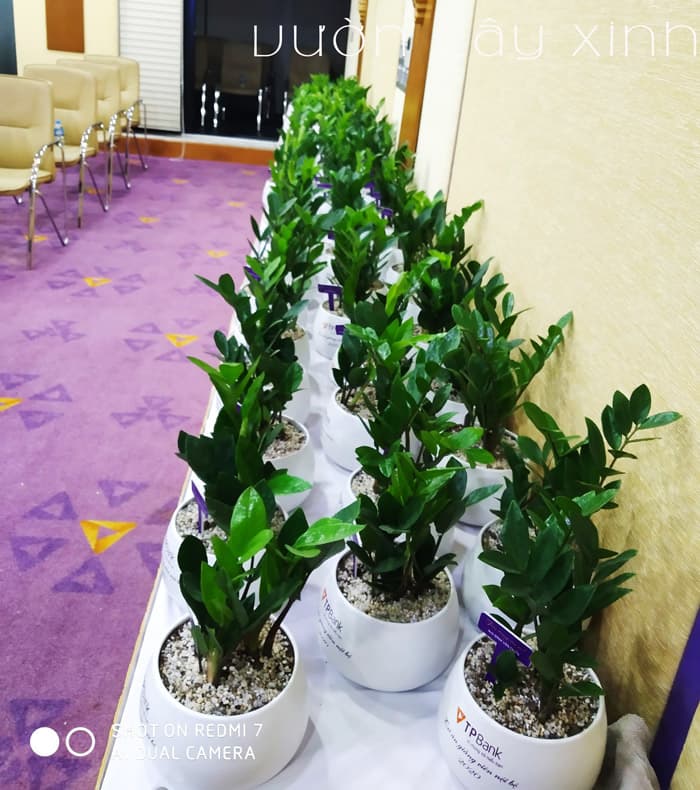 Quà tặng doanh nghiệp giá rẻ | Vườn Cây Xinh