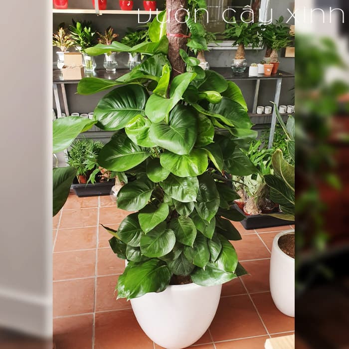 Cây vạn niên thanh cột | Vườn Cây Xinh