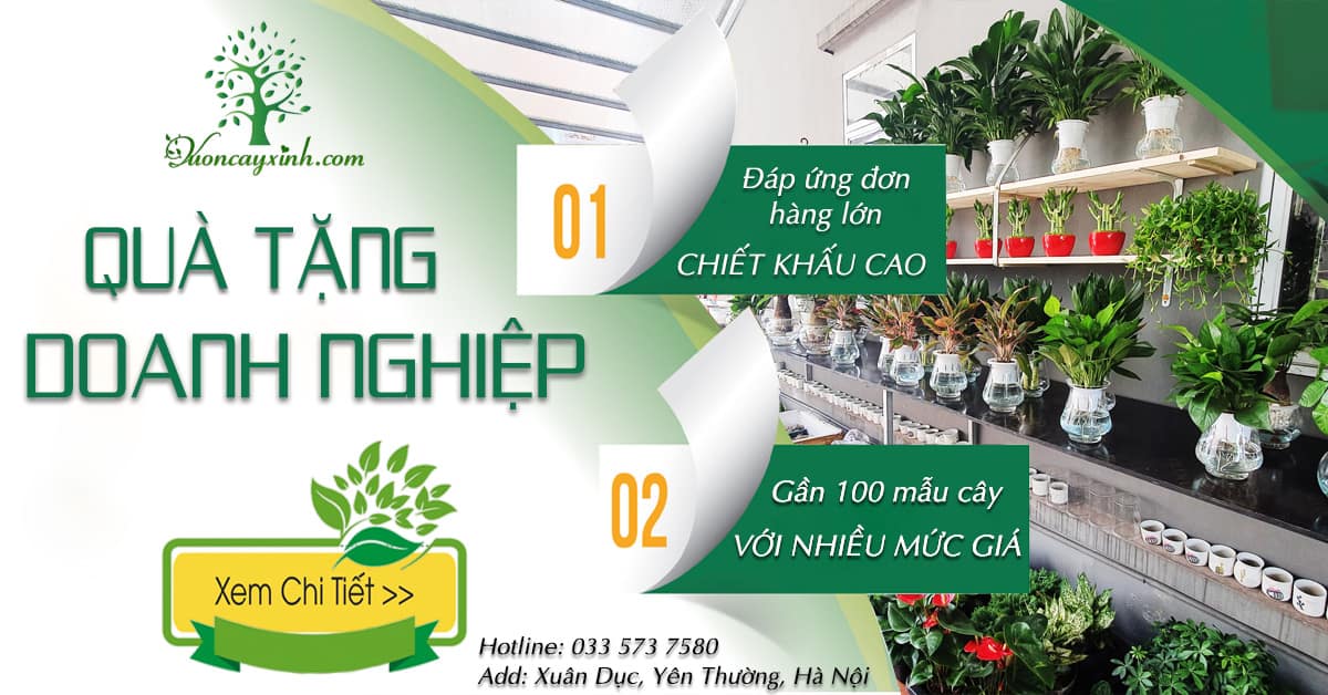 Quà tặng doanh nghiệp, quà tặng đối tác | Vườn Cây Xinh