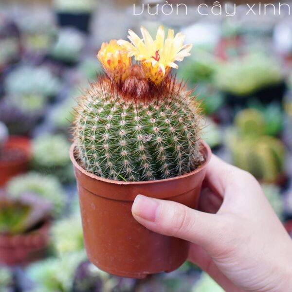 Xương rồng bóng vàng bụi | Xương rồng mini