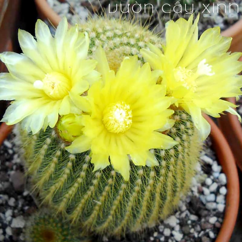 Xương rồng bóng vàng bụi | Xương rồng mini