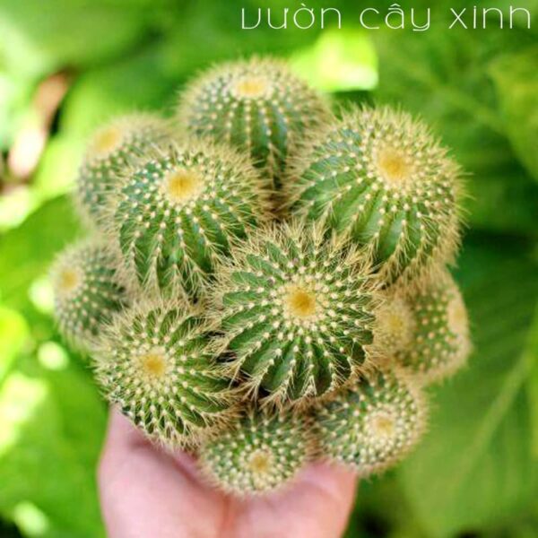 Xương rồng bóng vàng bụi | Xương rồng mini