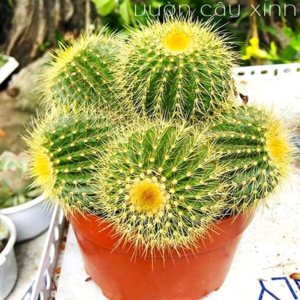 Xương rồng bóng vàng bụi | Xương rồng mini