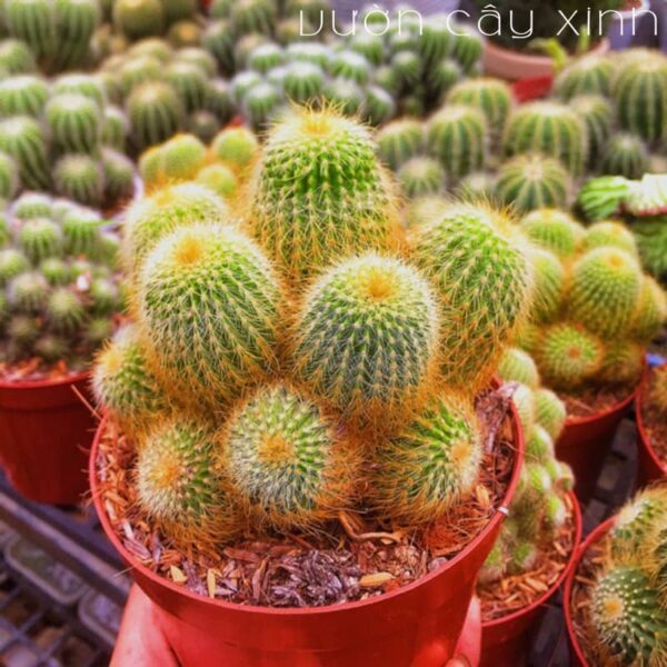 Xương rồng bóng vàng bụi | Xương rồng mini