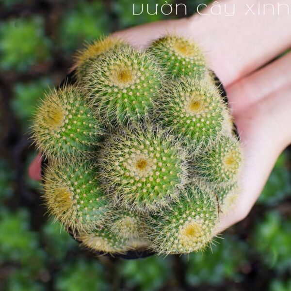 Xương rồng bóng vàng bụi | Xương rồng mini