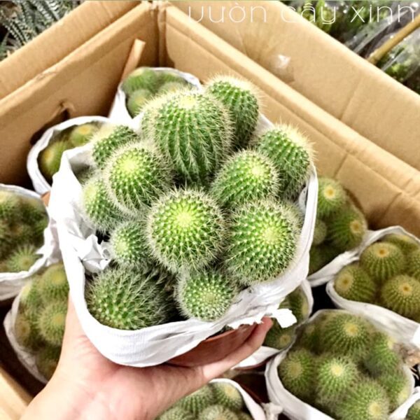 Xương rồng bóng vàng bụi | Xương rồng mini