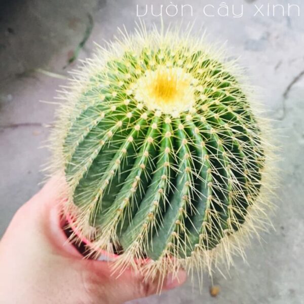 Xương rồng bóng vàng bụi | Xương rồng mini