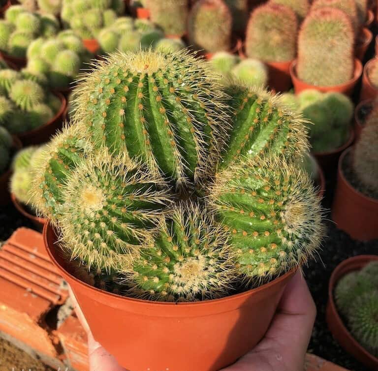 Xương rồng bóng vàng bụi | Xương rồng mini