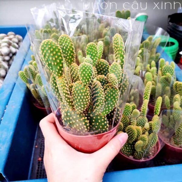 Cây xương rồng tai thỏ để bàn | Xương rồng mini