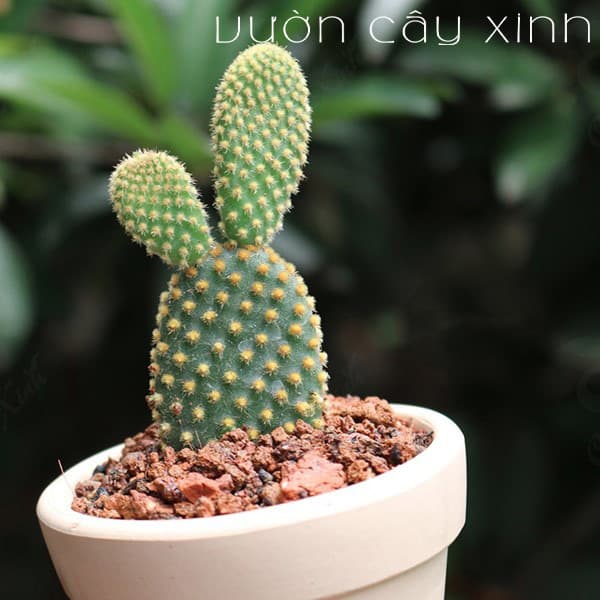 Cây xương rồng tai thỏ để bàn | Xương rồng mini