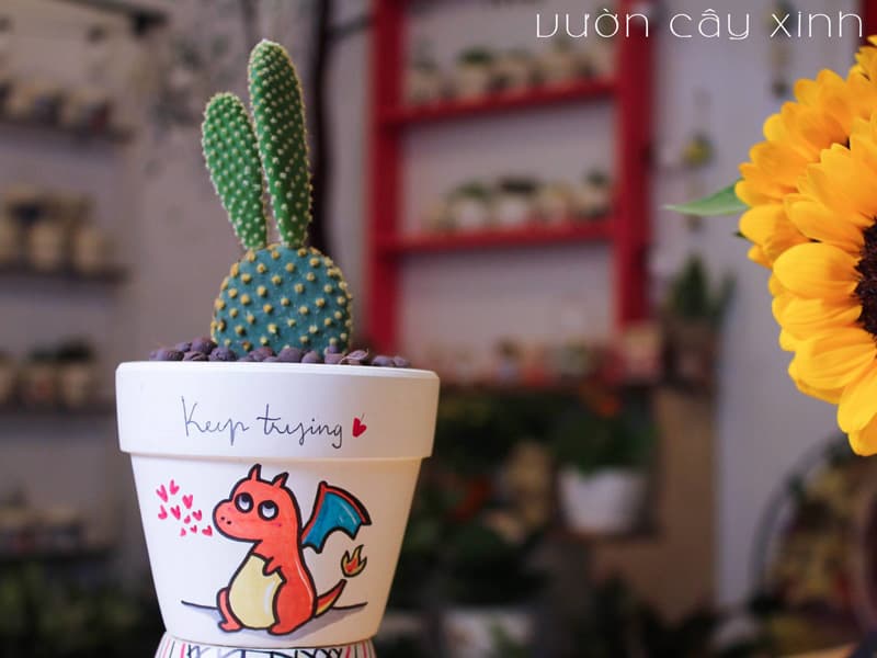 xương rồng tai thỏ mini | Vườn Cây Xinh