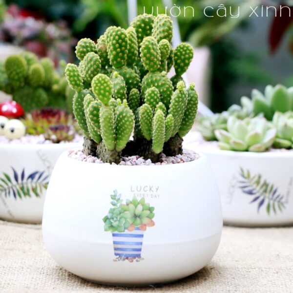 Cây xương rồng tai thỏ để bàn | Xương rồng mini