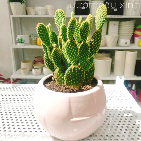 cây xương rồng tai thỏ | Vườn Cây Xinh