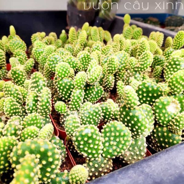 Cây xương rồng tai thỏ để bàn | Xương rồng mini