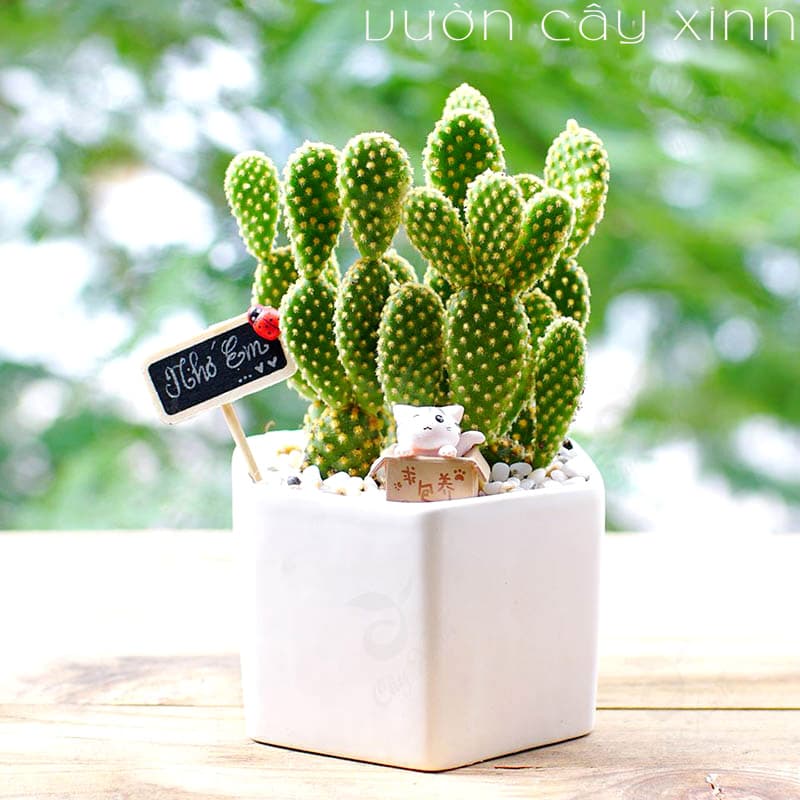 Cây xương rồng tai thỏ để bàn | Xương rồng mini