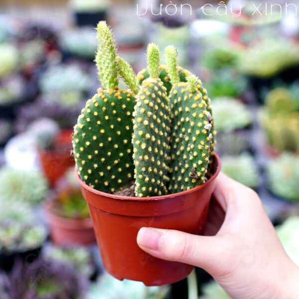 Cây xương rồng tai thỏ để bàn | Xương rồng mini