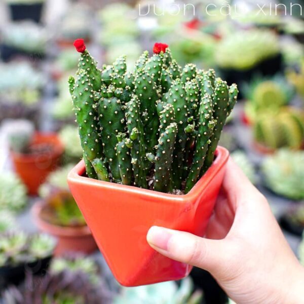 Cây xương rồng tai thỏ để bàn | Xương rồng mini