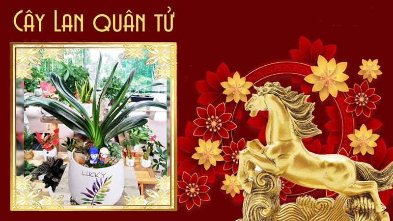 Tuổi Canh Ngọ 1990 hợp cây gì | Tuổi ngọ hợp cây gì