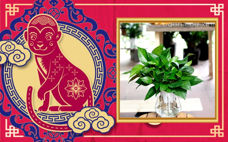 Tuổi Canh Thân 1980 hợp cây gì? Tuổi Thân hợp cây gì