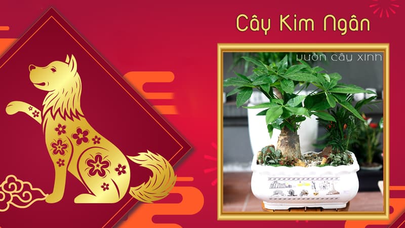 Tuổi Canh Tuất 1970 hợp cây gì? Tuổi Tuất hợp cây gì