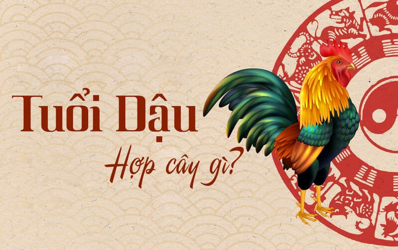 Tuổi Dậu hợp cây gì? Cây phong thủy tuổi Dậu: 1969, 1981, 1993, 2005