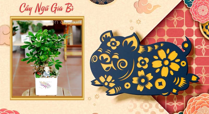 Tuổi Đinh Hợi 2007 hợp cây gì? Tuổi Hợi hợp cây gì?