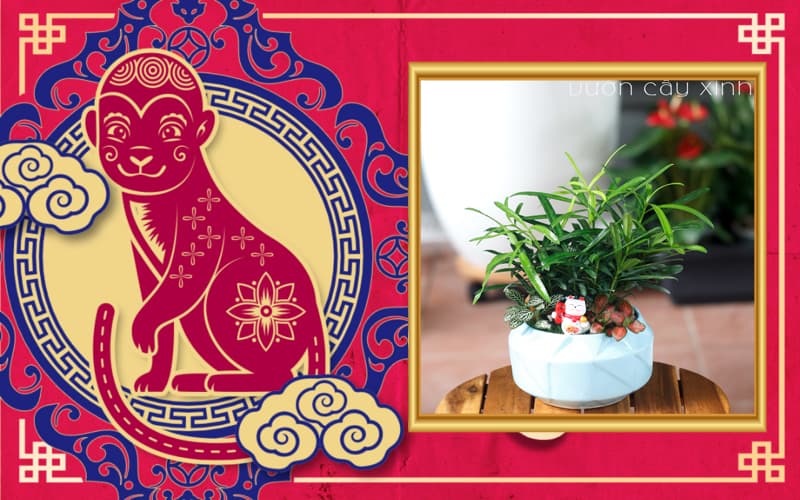 Tuổi Giáp Thân 2004 hợp cây gì? Tuổi Thân hợp cây gì