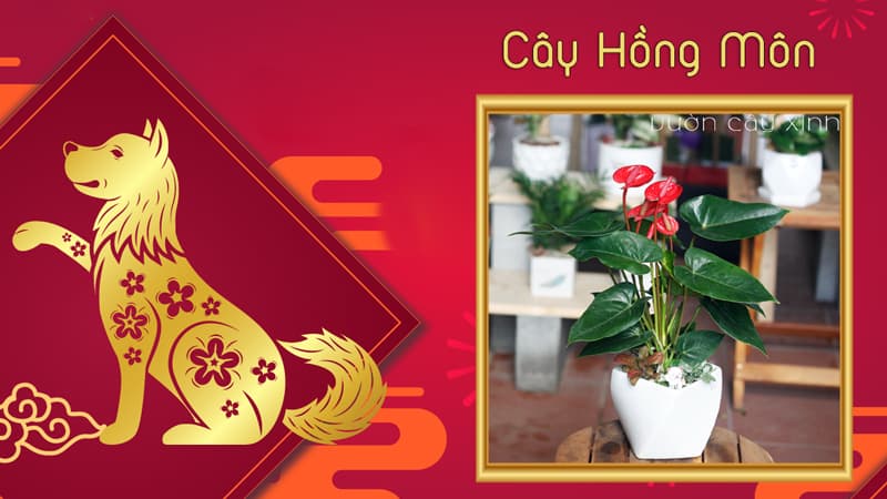 Tuổi Giáp Tuất 1994 hợp cây gì? Tuổi Tuất hợp cây gì