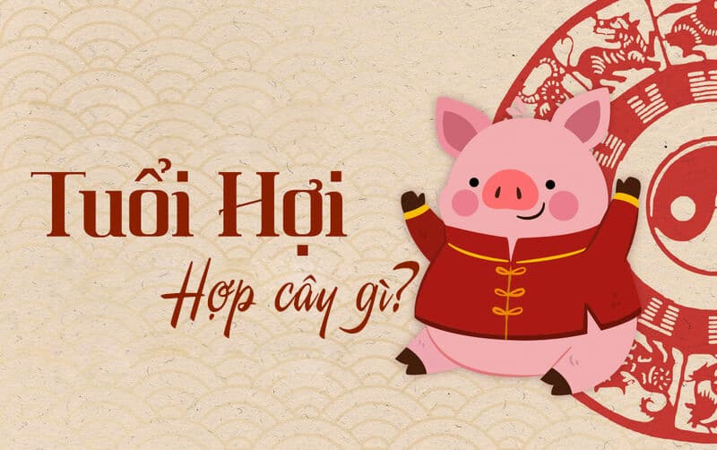 Tuổi hợi hợp cây gì? Cây phong thủy tuổi Hợi