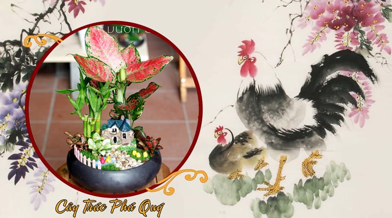 Tuổi Kỷ Dậu 1969 Hợp Cây Gì? Tuổi Dậu Hợp Cây Gì?