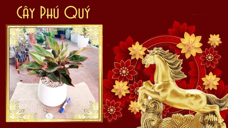 Tuổi Mậu Ngọ 1978 hợp cây gì | Tuổi ngọ hợp cây gì