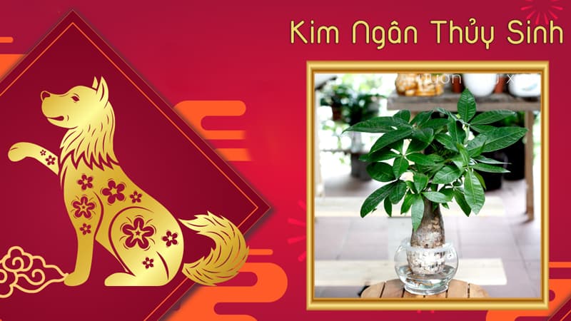 Tuổi Nhâm Tuất 1982 hợp cây gì? Tuổi Tuất hợp cây gì