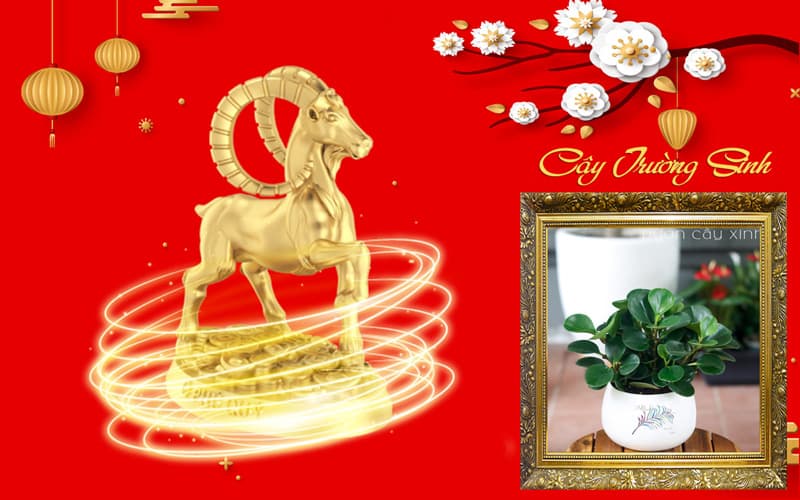 Tuổi Quý Mùi 2003 hợp cây gì? Tuổi Mùi hợp cây gì