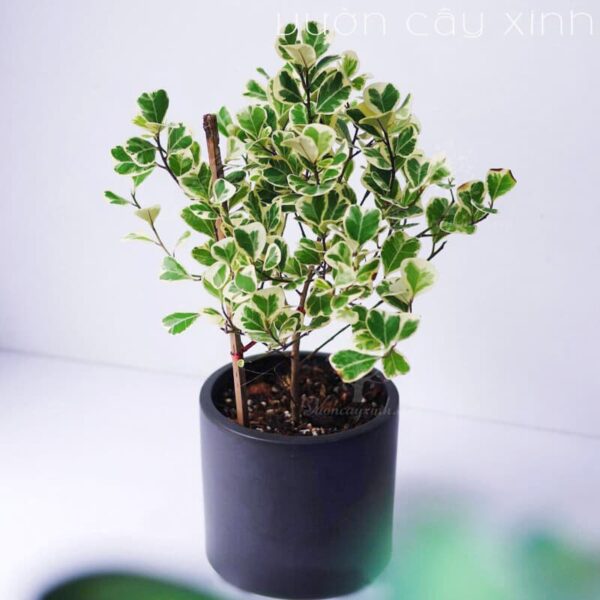 Cây Đa Tam Phúc (Si Thái cẩm thạch) | Giá Chỉ 139K