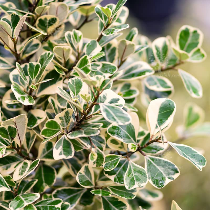 Cây Đa Tam Phúc (Si Thái cẩm thạch) | Giá Chỉ 139K