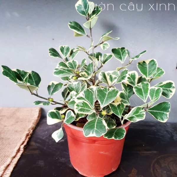 Cây Đa Tam Phúc (Si Thái cẩm thạch) | Giá Chỉ 139K