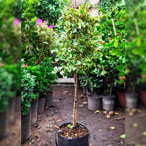 Cây Đa Tam Phúc (Si Thái cẩm thạch) | Giá Chỉ 139K