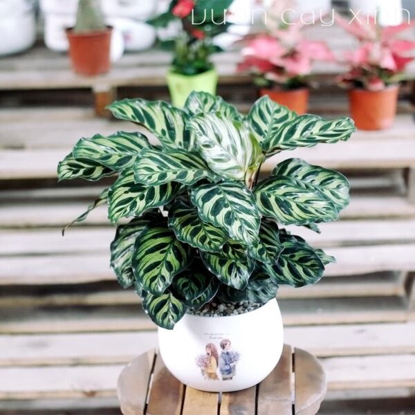 Cây đuôi công tím để bàn - Vườn cây xinh