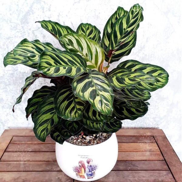 Cây đuôi công tím để bàn - Vườn cây xinh